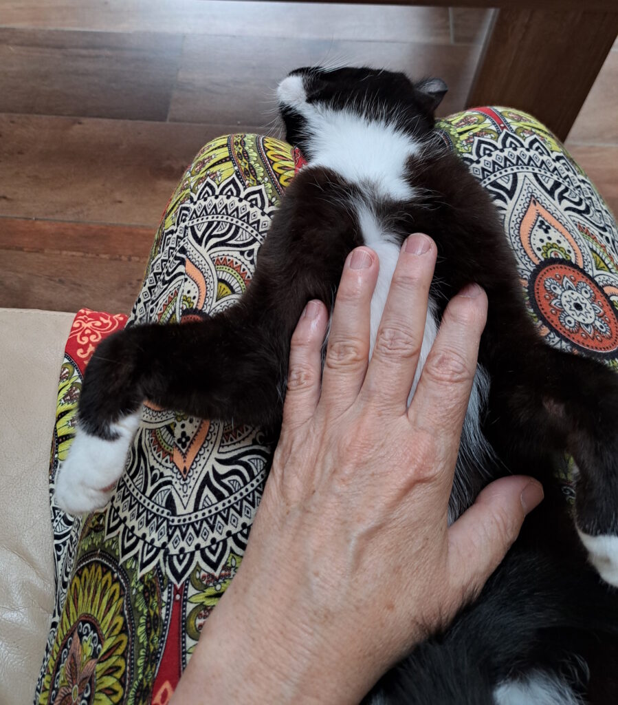 belle-energie reiki sur les animaux